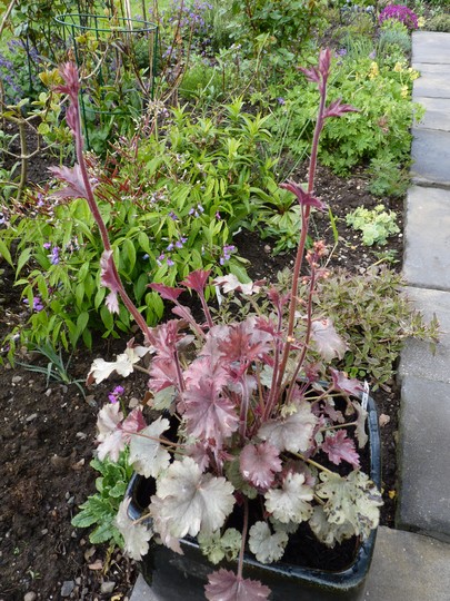 Heuchera 'Saturn' showing signs of rust on lower leaves (Heuchera)