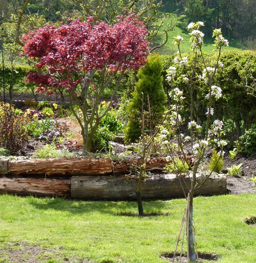 Malus 'Katy'