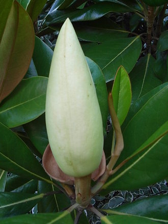Magnolia grandiflora 'Exmouth' - bud (Magnolia grandiflora 'Exmouth')