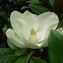 Magnolia_grandiflora__exmouth_