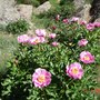 Peonia__4_
