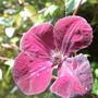 Clematis_vit