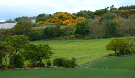 Beautiful view behind my house with Gorse (Using Zoom)