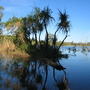 Pandanus aquaticus