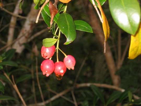 Syzygium fibrosum ( Fibrous Satinash ) (Syzygium fibrosum)