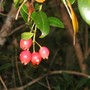 Syzygium fibrosum ( Fibrous Satinash ) (Syzygium fibrosum)