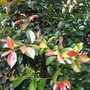 Syzygium fibrosum (Syzygium fibrosum)