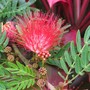 Calliandra emarginata ( Powder puff ) (Calliandra emarginata)