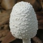 Fungi