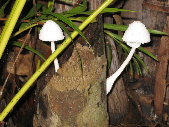 Fungi