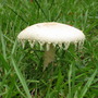 Fungi