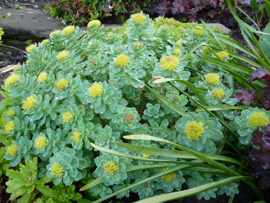 Rhodiola Rosea ...Thanks Dawn! (Rhodiola rosea (Kingscrown))