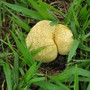 Fungi