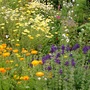 Mid summer perennials at their best