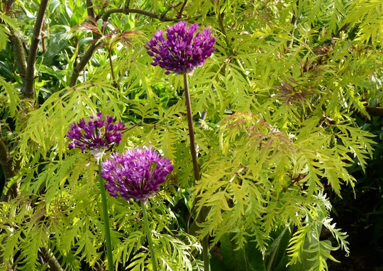 Allium 'Christophii' with Sambucus backdrop (Allium christophii (Persian Onion))