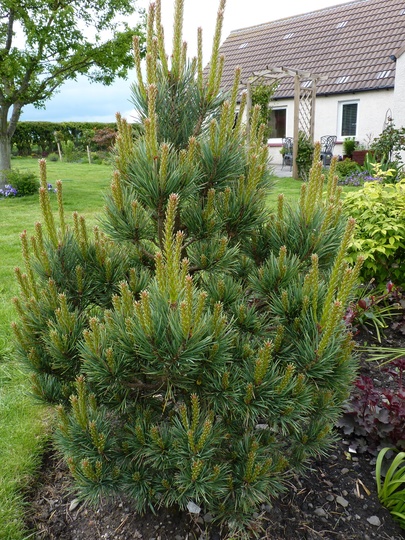 Just a Conifer?