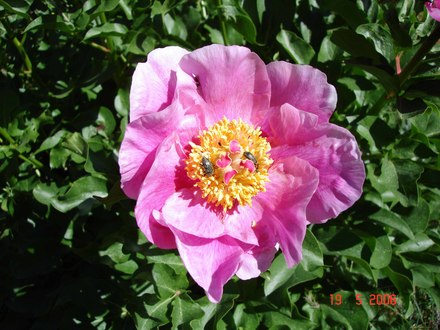 Peony from Sprout to Flower, 19th May 2006 (6 of 8) (Paeonia)