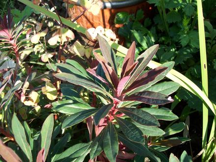 Euphorbia