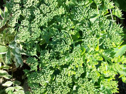Sedum buds