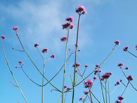 Verbena