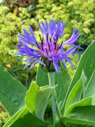 Centaurea - Cornflower