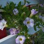 Picture_463