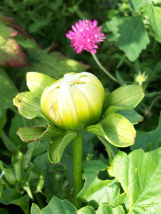 Bud