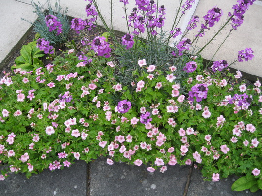Pink and Purple small border..