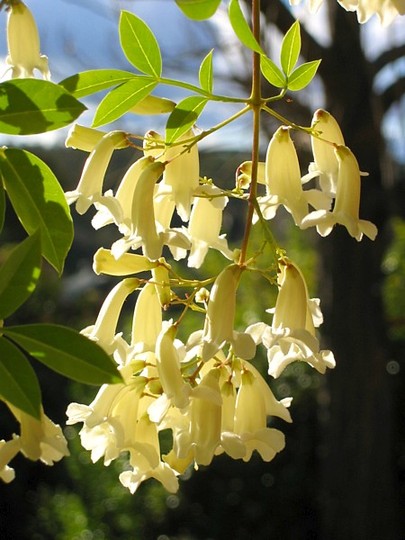 Pandorea alba (Pandorea alba)