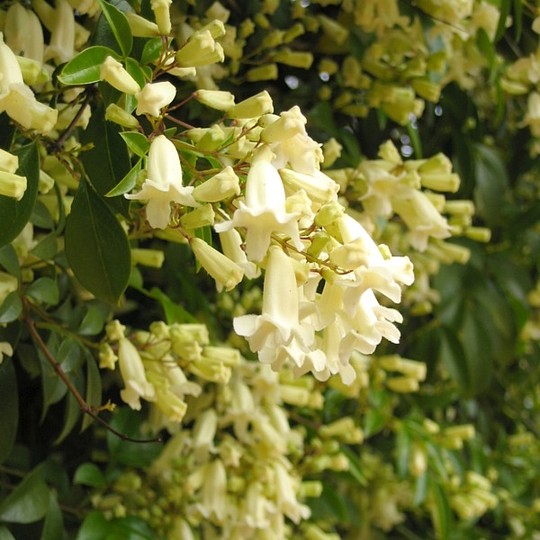 Pandorea alba (Pandorea alba)