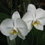 Orchid