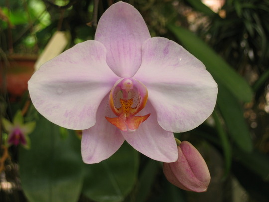 Orchid