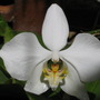 Orchid