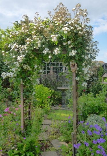 'Rambling Rector' rose