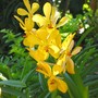 Orchid