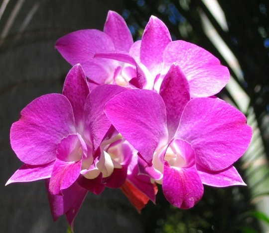 Orchid