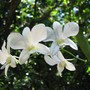 Orchid