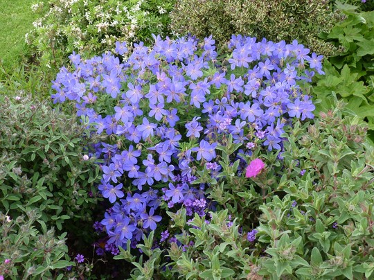 Geranium 'Johnson's Blue' (Geranium)
