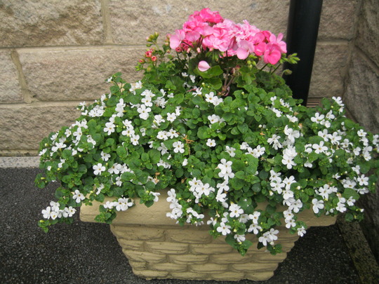White Bacopa..
