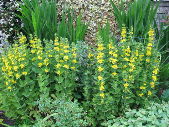 Lysimachia in long border..