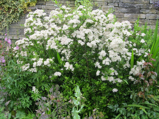 Pyracantha ..Orange glow..