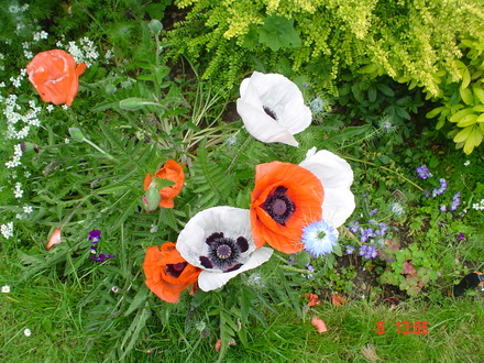 oriental poppies