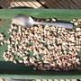 Picture_1242
