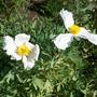 Picture_525