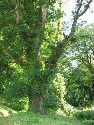 Aberglasney Gardens