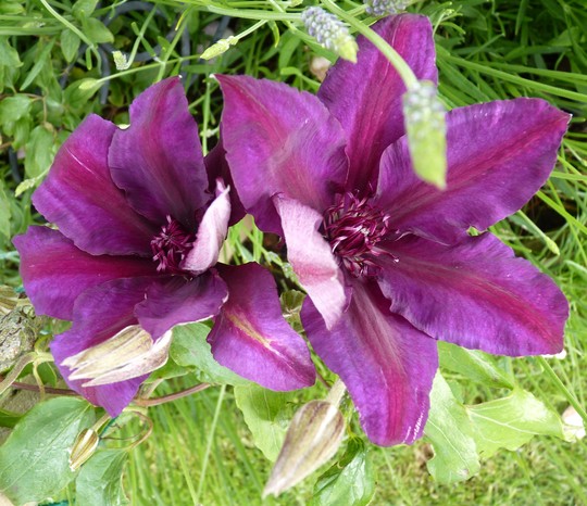 Clematis 'Versailles' (Clematis)