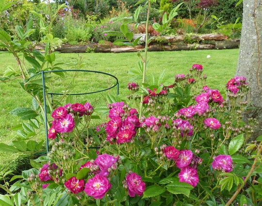 Rambling Rose 'Perennial Blue'