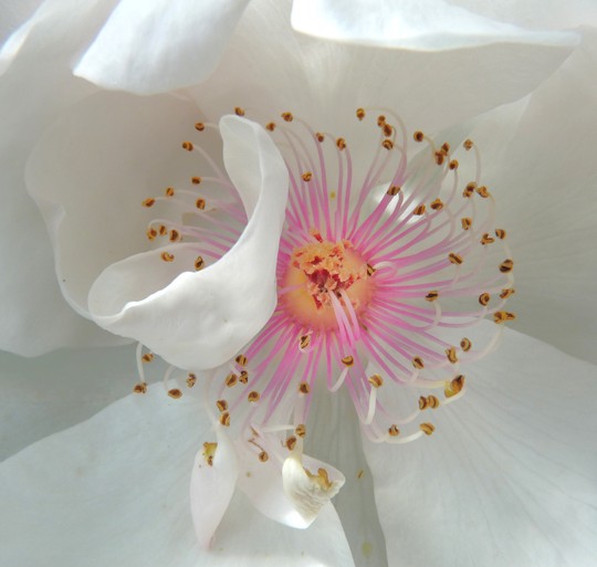 Inside Rose 'Jacqueline Du Pre'