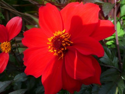 Dahlia 'Bishop of Llandaff (Dahlia)