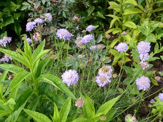 Scabious 'Butterfly Blue' for my records (Scabiosa columbaria (Driakiew))